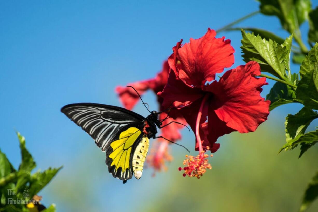 A butterfly pollinates on a flower.