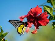 A butterfly pollinates on a flower.