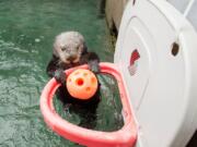 Juno, a 5-year-old rescued southern sea otter, risks being called for a technical foul for hanging on the rim at the Oregon Zoo.