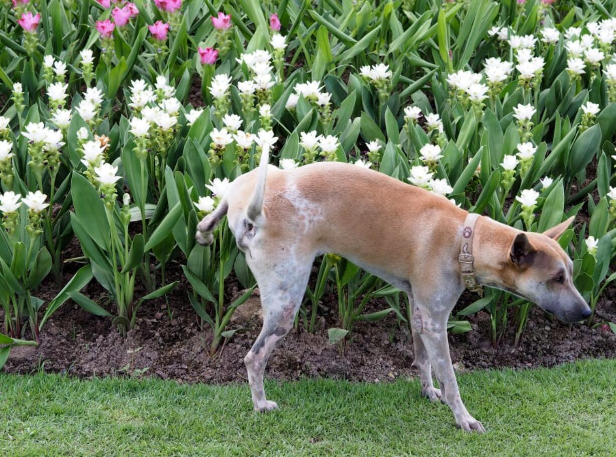 How to stop dogs from peeing on the lawn and killing the grass.