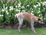 How to stop dogs from peeing on the lawn and killing the grass.