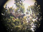 In a photo taken through binoculars, two released alala, a species of native Hawaiian crow extinct in the wild, can be seen in a nest. It’s a vital first step toward bringing back a wild population of the critically endangered birds.