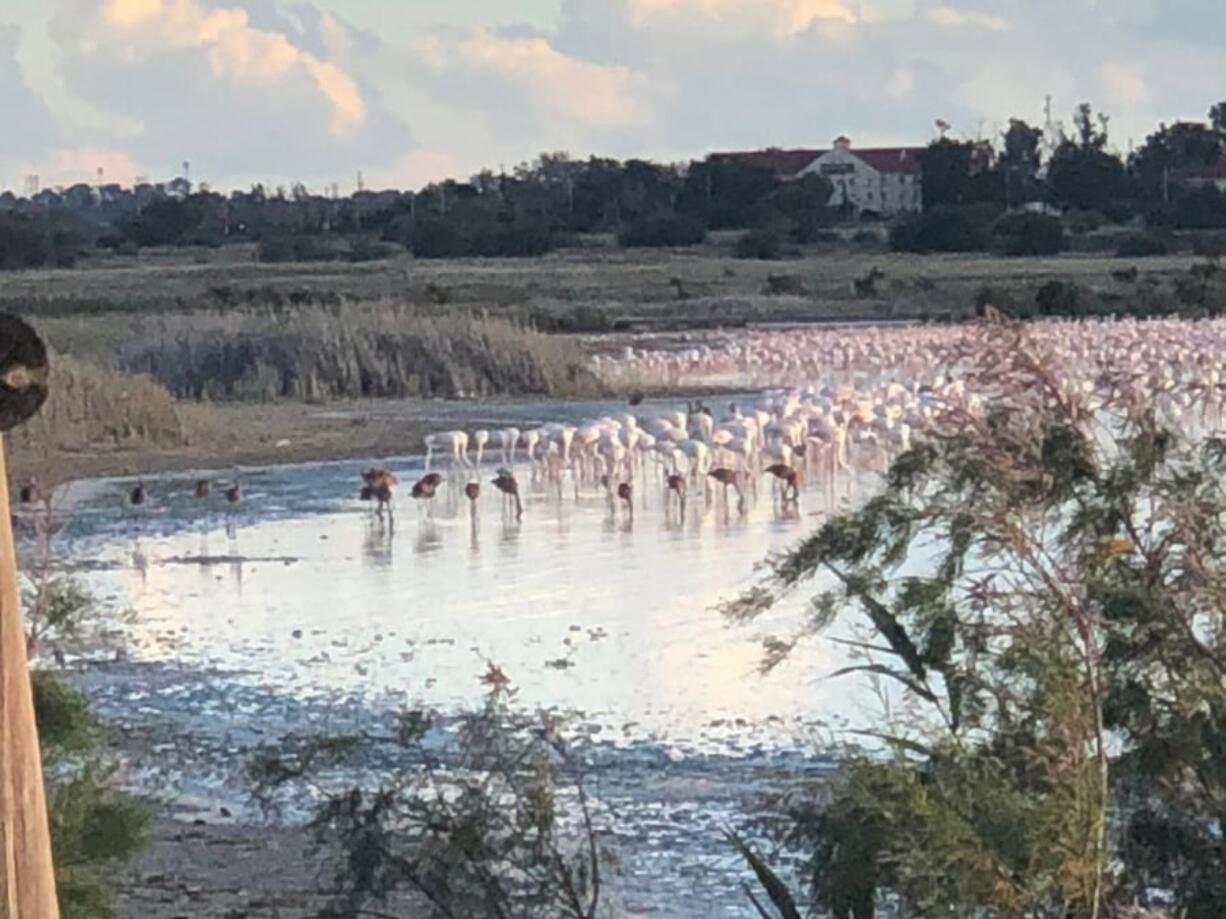 Gray lesser flamingo chicks flying joining a wild adult flock in South Africa. The Dallas Zoo sent several staff members to South Africa to help save a group of lesser flamingo chicks that were abandoned in January. After months of assisting in their rehabilitation, the zoo on May 8 helped release 49 of the birds back into the wild.