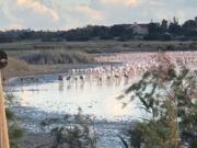 Gray lesser flamingo chicks flying joining a wild adult flock in South Africa. The Dallas Zoo sent several staff members to South Africa to help save a group of lesser flamingo chicks that were abandoned in January. After months of assisting in their rehabilitation, the zoo on May 8 helped release 49 of the birds back into the wild.