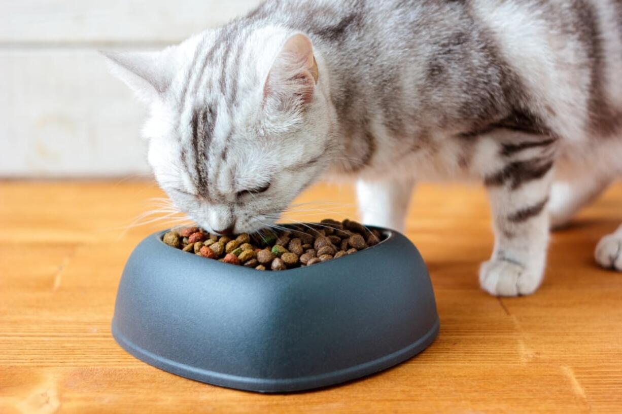 If your cat has no medical difficulties that necessitate a special diet and the cat will eat anything, don’t bother with homemade cat food, researchers say.