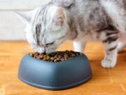 If your cat has no medical difficulties that necessitate a special diet and the cat will eat anything, don’t bother with homemade cat food, researchers say.