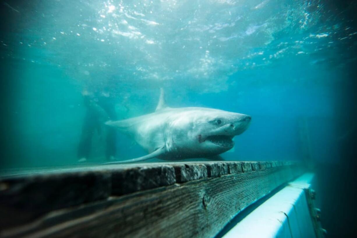 Great white shark Cabot is seen off Nova Scotia in 2018.