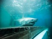 Great white shark Cabot is seen off Nova Scotia in 2018.