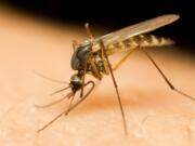 Clark County will treat area wetlands for mosquitoes.