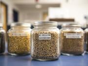 A jar of yellow soybeans is seen here on display at United Grain at the Port of Vancouver in November.