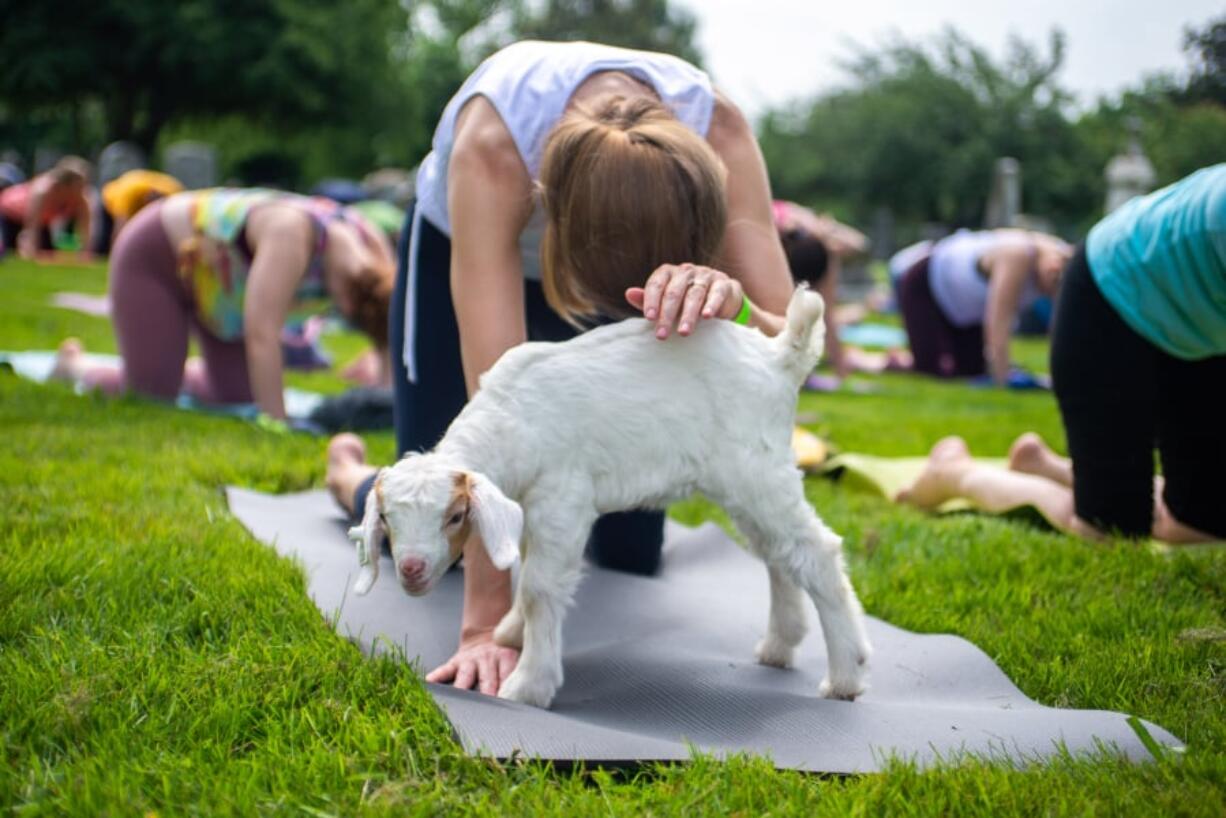 During a goat yoga session on May 18 at Congressional Cemetery in Washington, D.C., a baby goat joins Beth Horowicz in cat pose.