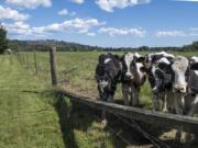 Cows graze in a pasture in Woodland Bottoms that could be slated for development if Woodland city councilors decide to expand the city’s urban growth boundary.