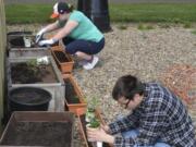 East County: Washougal Adult Transition Program students Nova Delp and Gloria Piele help replenish garden beds through a project by the Community Garden Club of Camas Washougal, called Garden to Table.