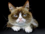 FILE - This Dec. 1, 2015 file photo shows Grumpy Cat posing for a photo in Los Angeles. Grumpy Cat, whose sour puss became an internet sensation, has died at age 7, according to her owners. Posting on social media Friday, May 17, 2019, her owners wrote Grumpy experienced complications from a urinary tract infection and “passed away peacefully” in the arms of her mother on Tuesday, May 14.