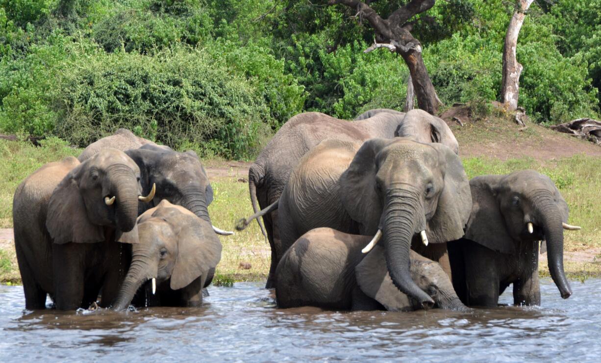 FILE - In this March 3, 2013 file photo elephants drink water in the Chobe National Park in Botswana. Botswana's government says it has lifted its ban on elephant hunting, a decision that is likely to bring protests from wildlife protection groups.