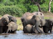 FILE - In this March 3, 2013 file photo elephants drink water in the Chobe National Park in Botswana. Botswana's government says it has lifted its ban on elephant hunting, a decision that is likely to bring protests from wildlife protection groups.