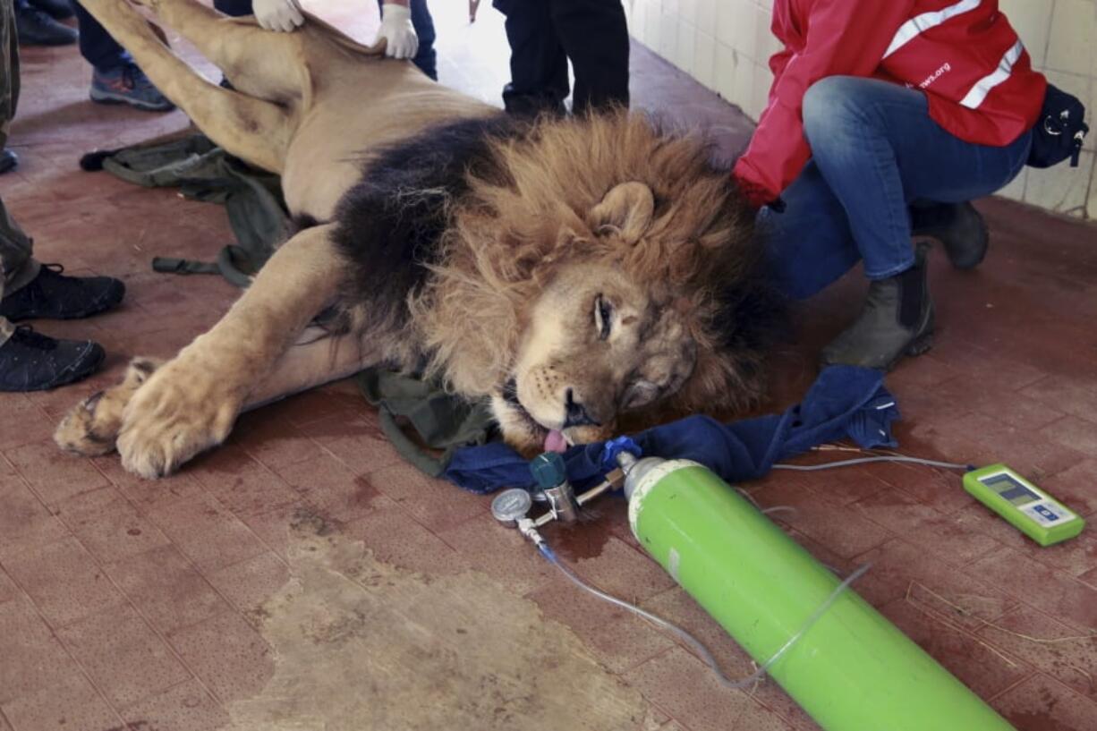 A team from the international animal welfare group Four Paws carry Lenci, a sedated lion, at Tirana Zoo, Albania on Tuesday, May 7, 2019. It is one of three lions, Lenci, Bobby and Zhaku, at the Tirana Zoo that will be transferred to the Felida Big Cat Centre in the Netherlands for better conditions.