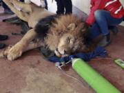 A team from the international animal welfare group Four Paws carry Lenci, a sedated lion, at Tirana Zoo, Albania on Tuesday, May 7, 2019. It is one of three lions, Lenci, Bobby and Zhaku, at the Tirana Zoo that will be transferred to the Felida Big Cat Centre in the Netherlands for better conditions.