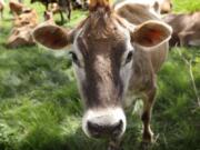 A Jersey cow feeds in a field on the Francis Thicke organic dairy farm in Fairfield, Iowa, on May 8, 2018. Let’s clear the air about cow farts. In the climate-change debate, some policymakers seem to be bovine flatulence deniers.