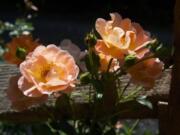 This June 3, 2011 photo shows shrub roses growing alongside a split rail fence near New Market, Va. These relatively new rose hybrids are generally healthier, more free flowering, easier to prune and more drought and winter hardy than their old-rose predecessors.