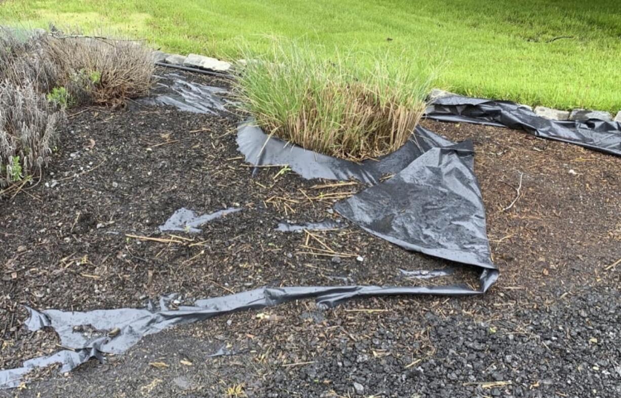 Even if black plastic were as effective, long-term, at controlling weeds as hoped, it often falls short in its appearance in the landscape as shown here.