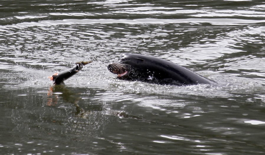 A sea lion tosses a partially eaten salmon in the Columbia River near Bonneville Dam on May 4, 2010, where six more sea lions were trapped earlier in the day with one to be euthanized, in North Bonneville.