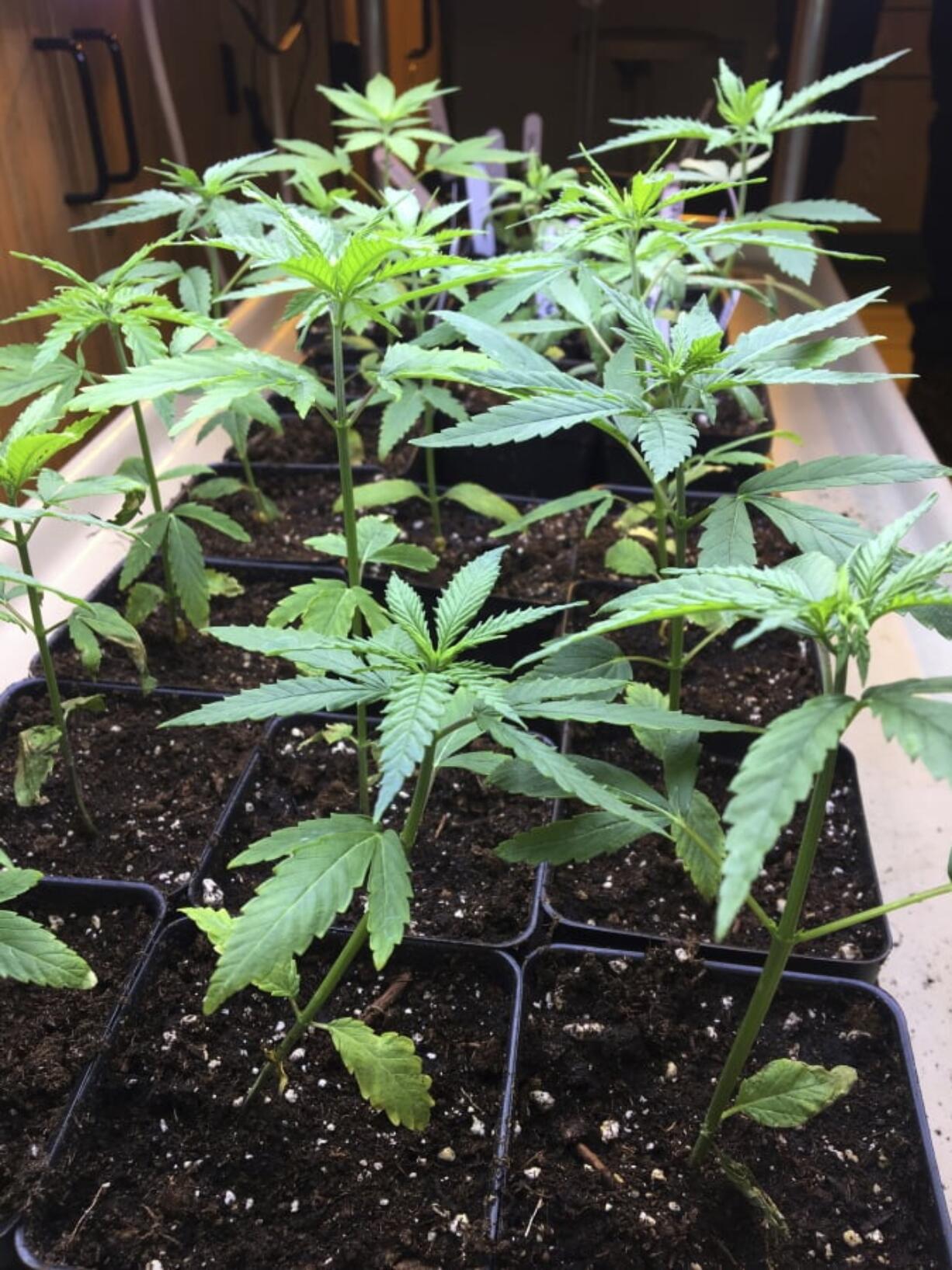 FILE- In this Feb. 14, 2019 file photo, cannabis seedlings grow under lights as part of a research project by students in the new cannabis minor program at the State University of New York at Morrisville, N.Y. Advocates for legalizing marijuana have long argued it would strike a blow for social justice after a decades-long drug war that disproportionately targeted minority and poor communities.