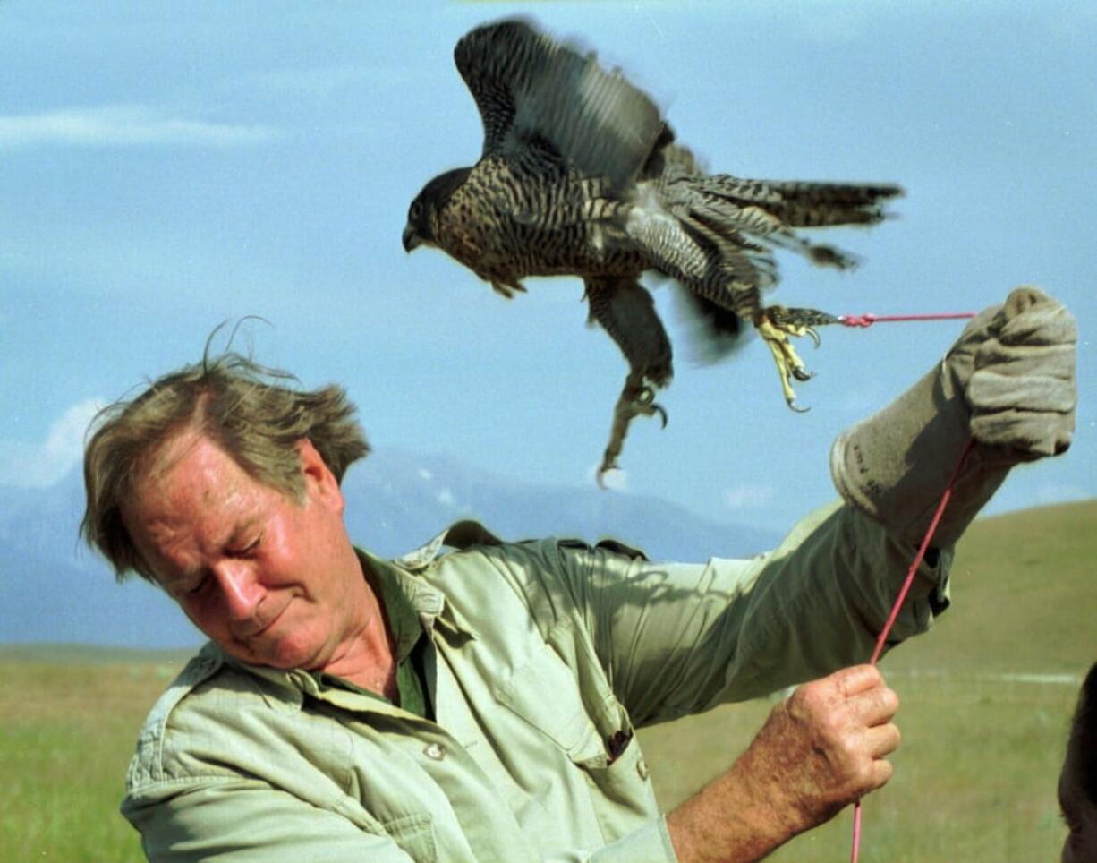 Jim Fowler ducks to avoid being battered by a peregrine falcon on a tether at the National Bison Range near Missoula, Mont., in 1998.