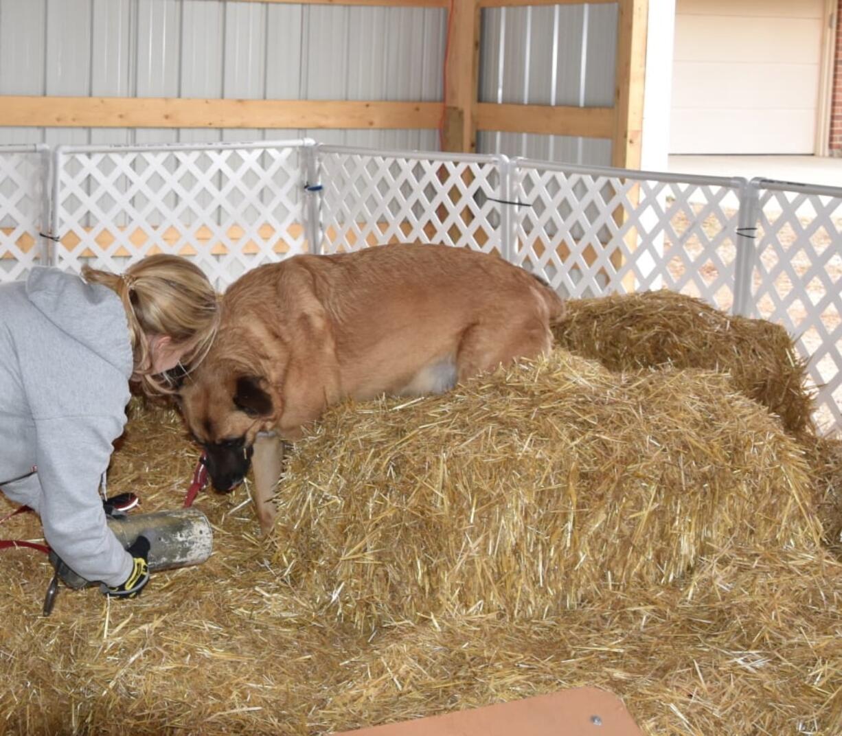 This March 24, 2019 photo shows a dog sniffing a tube containing a live rat while being introduced to rat-findings games at Country Road Ratting in Erie, Colo. A dog needs to find the tubes containing the live rats without being fooled by ones containing only used rat bedding. In Barn Hunts, the objective is for a dog to sniff out a tube containing a live rat hidden among straw bales. The dog shouldn’t be fooled by decoys that contain only used rat bedding. Proponents say the sport is fun for dogs and doesn’t hurt the rats.