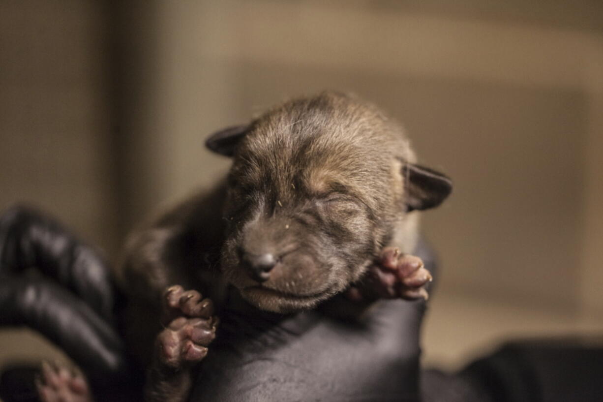 In this April 15, 2019 photo provided by the Lincoln Park Zoo, a zoo employee holds one of four red wolf pups born at the Chicago, Ill., zoo on April 13. Curator Dan Boehm says the arrival of the pups come at a time when scientists estimate there are fewer than 30 red wolves left in their native habitat of North Carolina. The wolves, named for their red-tinged fur, have over the years been driven to the brink of extinction by hunting and the zoo is taking part with other zoos in a Red Wolf Species Survival plan to increase the red wolf population. They are the first new litter or red wolf pups at the zoo in nearly a decade.