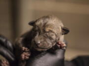 In this April 15, 2019 photo provided by the Lincoln Park Zoo, a zoo employee holds one of four red wolf pups born at the Chicago, Ill., zoo on April 13. Curator Dan Boehm says the arrival of the pups come at a time when scientists estimate there are fewer than 30 red wolves left in their native habitat of North Carolina. The wolves, named for their red-tinged fur, have over the years been driven to the brink of extinction by hunting and the zoo is taking part with other zoos in a Red Wolf Species Survival plan to increase the red wolf population. They are the first new litter or red wolf pups at the zoo in nearly a decade.