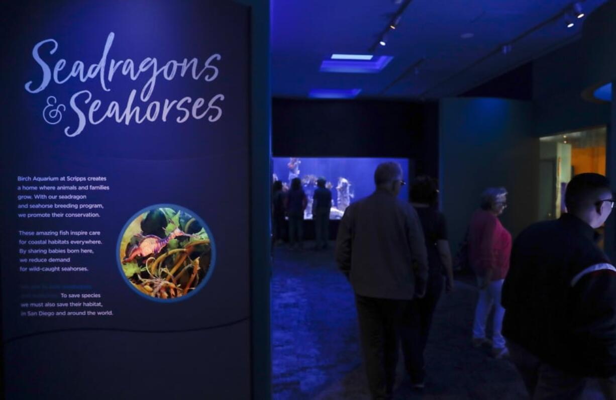 In this Friday, May 17, 2019 photo, visitors walk through an exhibit dedicated to seahorses and sea dragons at the Birch Aquarium at the Scripps Institution of Oceanography at the University of California San Diego in San Diego. The Southern California aquarium has built what is believed to be one of the world’s largest habitats for the surreal and mythical sea dragons outside Australia, where the native populations are threatened by pollution, warming oceans and the illegal pet and alternative medicine trades.