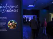 In this Friday, May 17, 2019 photo, visitors walk through an exhibit dedicated to seahorses and sea dragons at the Birch Aquarium at the Scripps Institution of Oceanography at the University of California San Diego in San Diego. The Southern California aquarium has built what is believed to be one of the world’s largest habitats for the surreal and mythical sea dragons outside Australia, where the native populations are threatened by pollution, warming oceans and the illegal pet and alternative medicine trades.