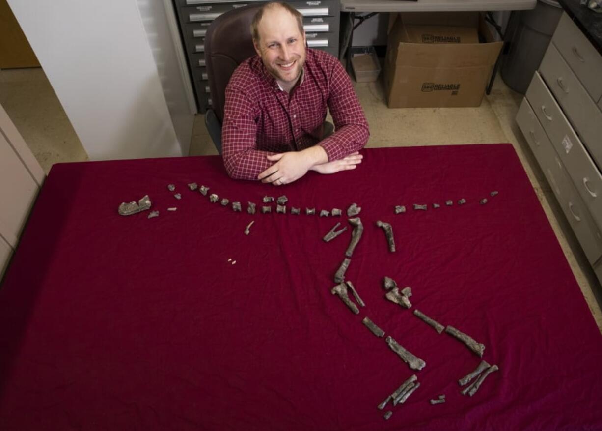 Sterling Nesbitt, an assistant professor of geobiology, sits for a photo March 28 next to the fossilized bones of Suskityrannus hazelae, a miniature adult Tyrannosaurus dinosaur relative, in Blacksburg, Va. He found some of the original fossils when he was 16 years old.