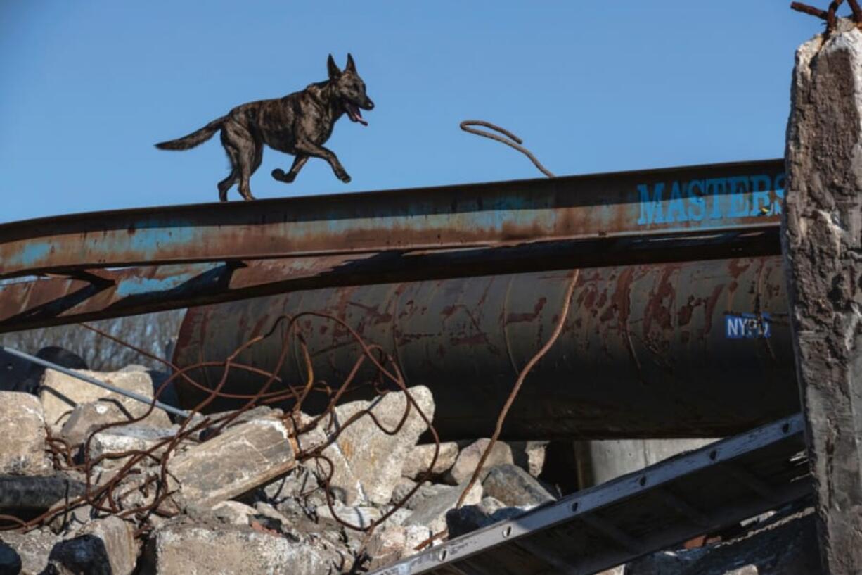 Halo goes through a training exercise at a K-9 training facility in Staten Island, N.Y., during the filming for “Superpower Dogs,” a new Imax movie that shows how dogs can save people and other animals.