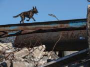 Halo goes through a training exercise at a K-9 training facility in Staten Island, N.Y., during the filming for “Superpower Dogs,” a new Imax movie that shows how dogs can save people and other animals.