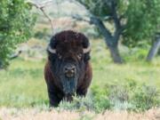 A bison roams Montana’s American Prairie Preserve, an area conservationists are restoring from grazing land to a prairie ecosystem. It spans nearly 500,000 acres, but the plan is for more than 3 million acres to be part of the reserve.