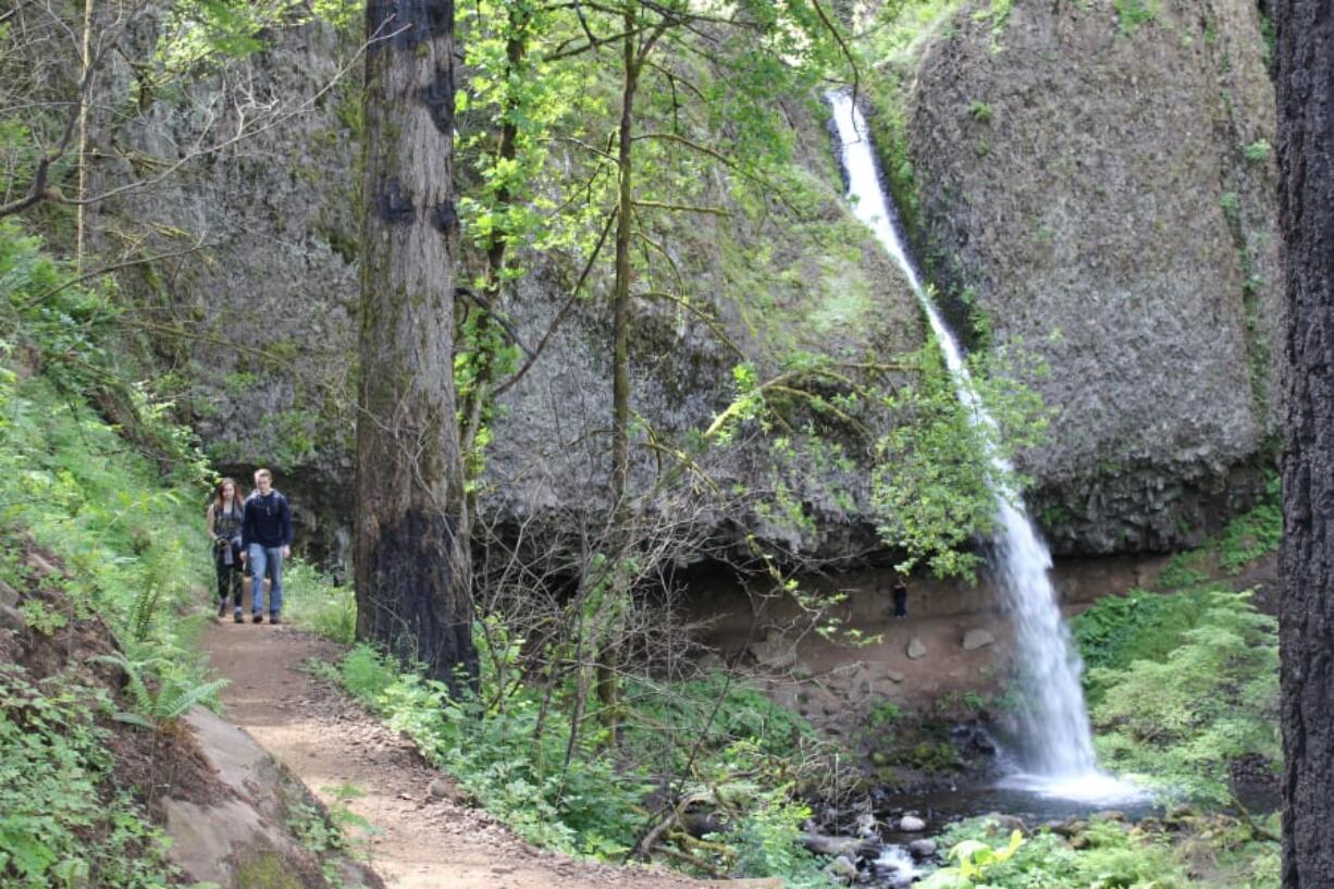 Hikers on the Horsetail Falls Trail walk past trees that were charred during the Eagle Creek Fire in 2017. Visitors to Columbia Gorge hiking trails can see first hand how a forest recovers from a fire.