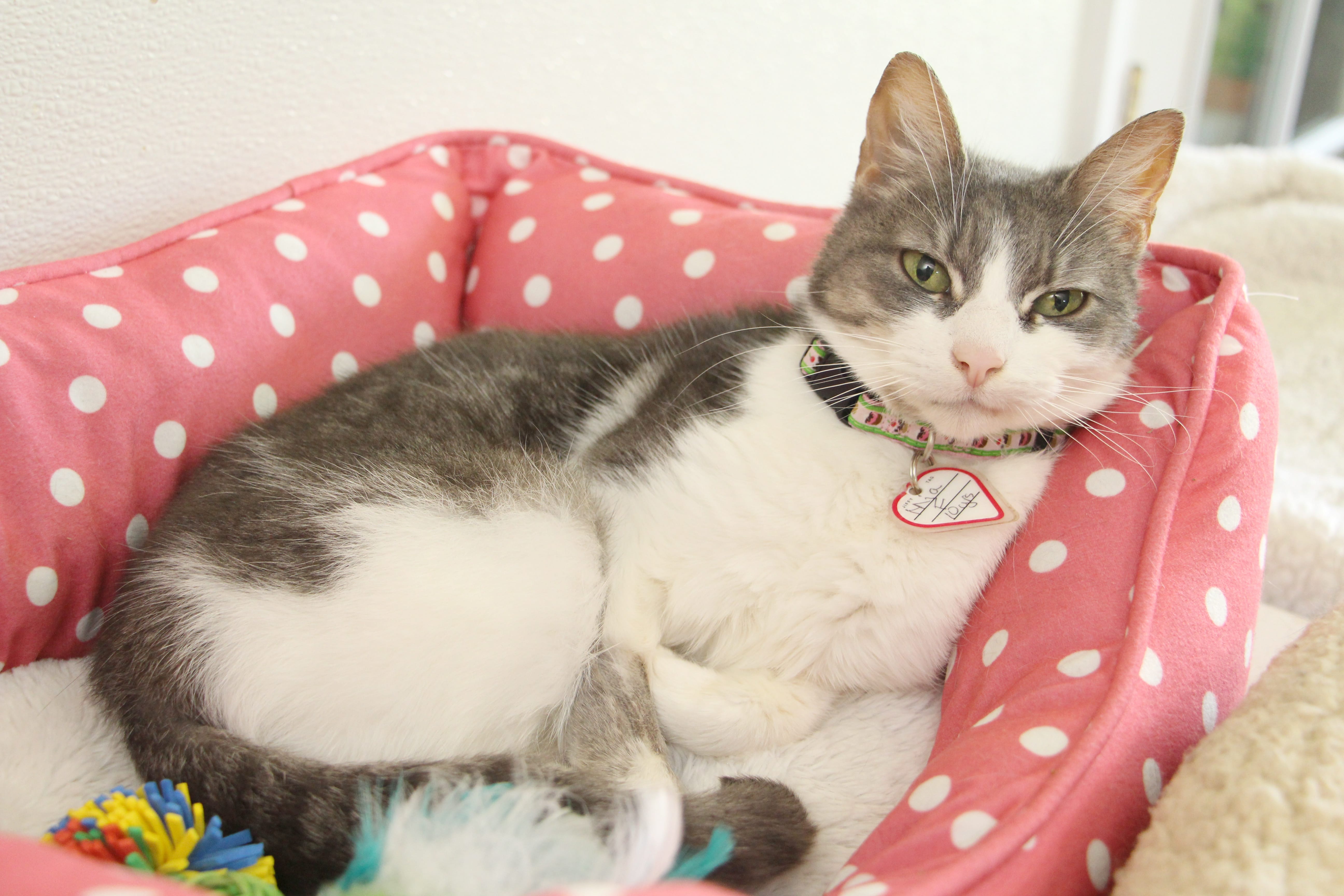 Mama Mia! This adorable senior girl is a petite 6 pounds of pure love! Mia adores belly rubs and will flip around so you can get the perfect spot. She’s gentle enough for kids over 6. See her at Petsmart, 130 S.E. 192nd Ave., Vancouver.