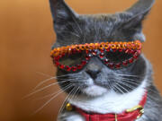 Bagel, a.k.a., Sunglass Cat, was born without eyelids and wears bedazzled sunglasses to protect her eyes from dust and debris. MUST CREDIT: Washington Post photo by Toni L.