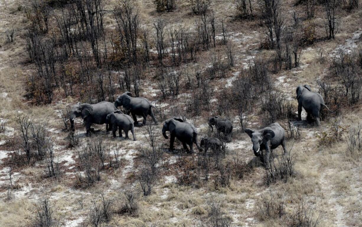 Elephants roam the plains of the Chobe district in the northern part of Botswana on Sept. 20, 2018.