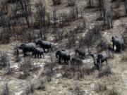 Elephants roam the plains of the Chobe district in the northern part of Botswana on Sept. 20, 2018.