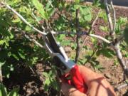 Normal pruning: Cut just above a side branch.