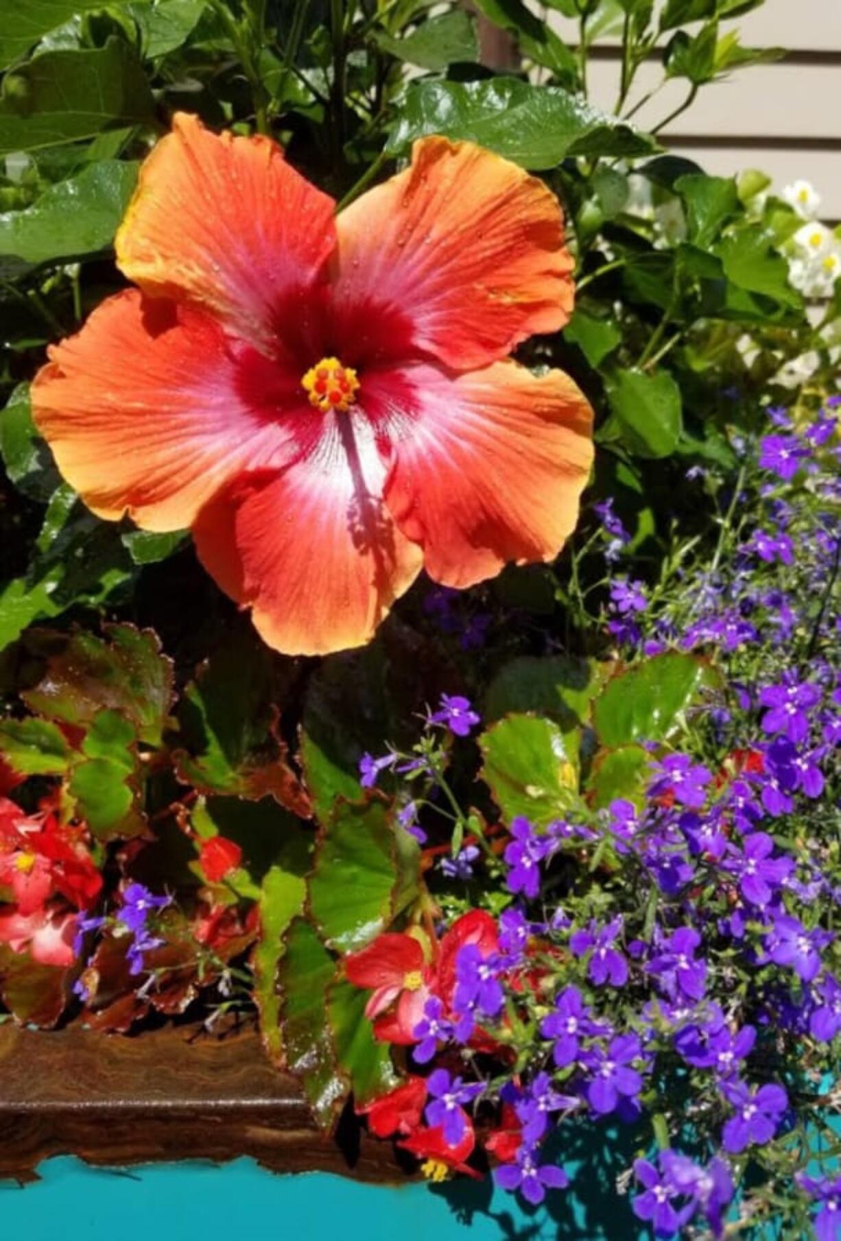 This mixed container with Fiesta hibiscus and blue lobelia is an explosion of color.