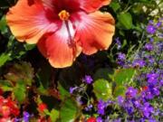 This mixed container with Fiesta hibiscus and blue lobelia is an explosion of color.