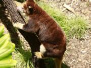 A Matschie’s Tree Kangaroo is among the animals you can see and feed during the behind the scenes Roos & Mates tour in the new Walkabout Australia area of the San Diego Zoo Safari Park on May 29, 2019. (K.C.