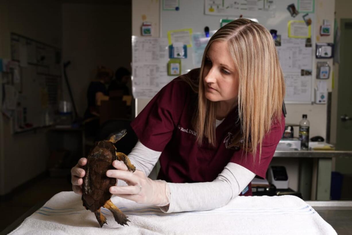 Senior veterinarian and director of veterinarian education Dr. Leslie Reed examines a wood turtle that was struck by a car. Shell repair is among her specialties.