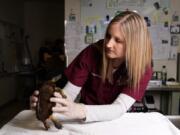 Senior veterinarian and director of veterinarian education Dr. Leslie Reed examines a wood turtle that was struck by a car. Shell repair is among her specialties.