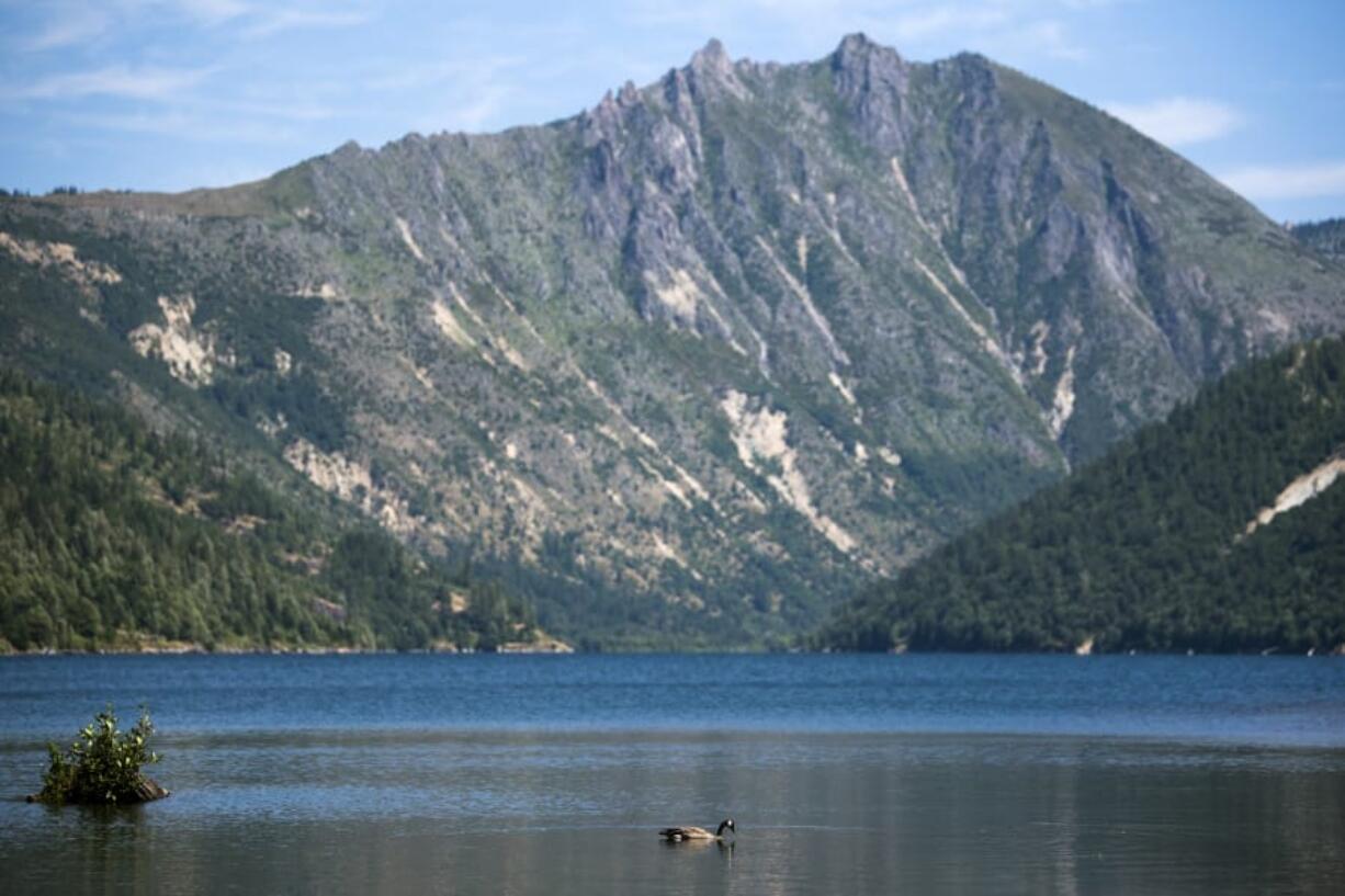 A goose swims in Coldwater Lake, which didn’t exist before the 1980 eruption of Mount St. Helens.