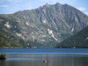 A goose swims in Coldwater Lake, which didn’t exist before the 1980 eruption of Mount St. Helens.